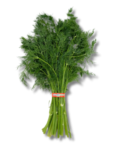 Baby Dill (2) Baby Dill – Fresh and aromatic with a delicate flavor.