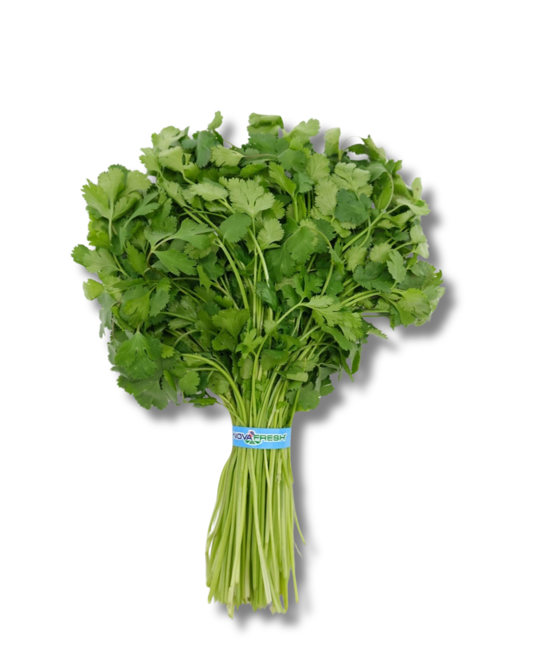 Cilantro (2) Cilantro – Bright, fragrant and packed with freshness.