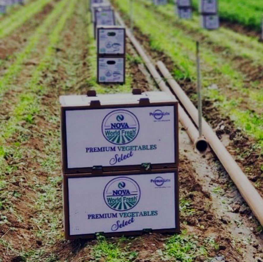 img-Nova-World-Fressh-Packaging-in-Field